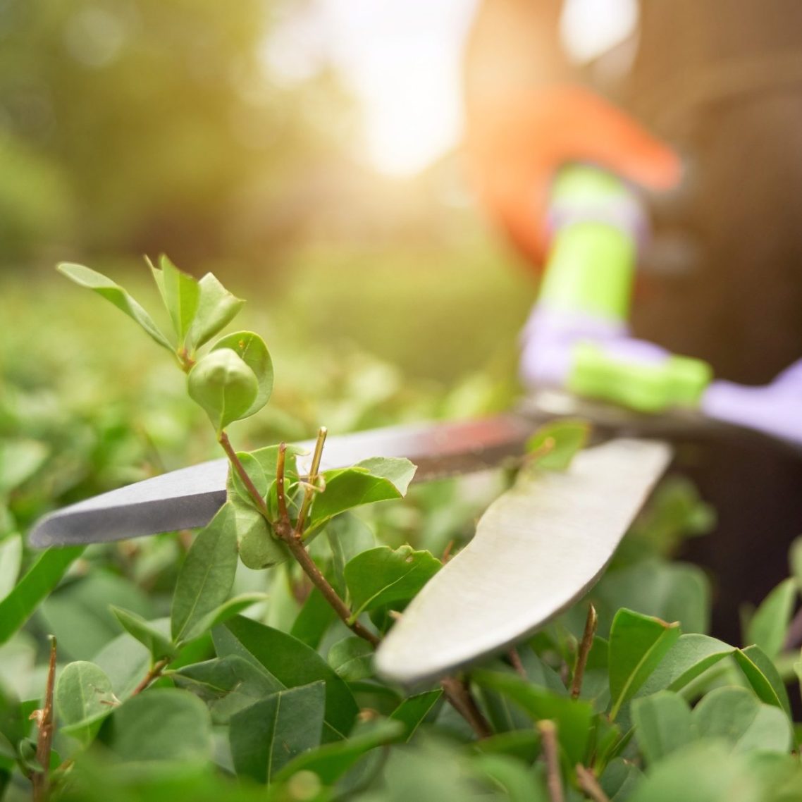 Eine Nahaufnahme von Gartenscheren, die über grüne Pflanzen gehalten werden.